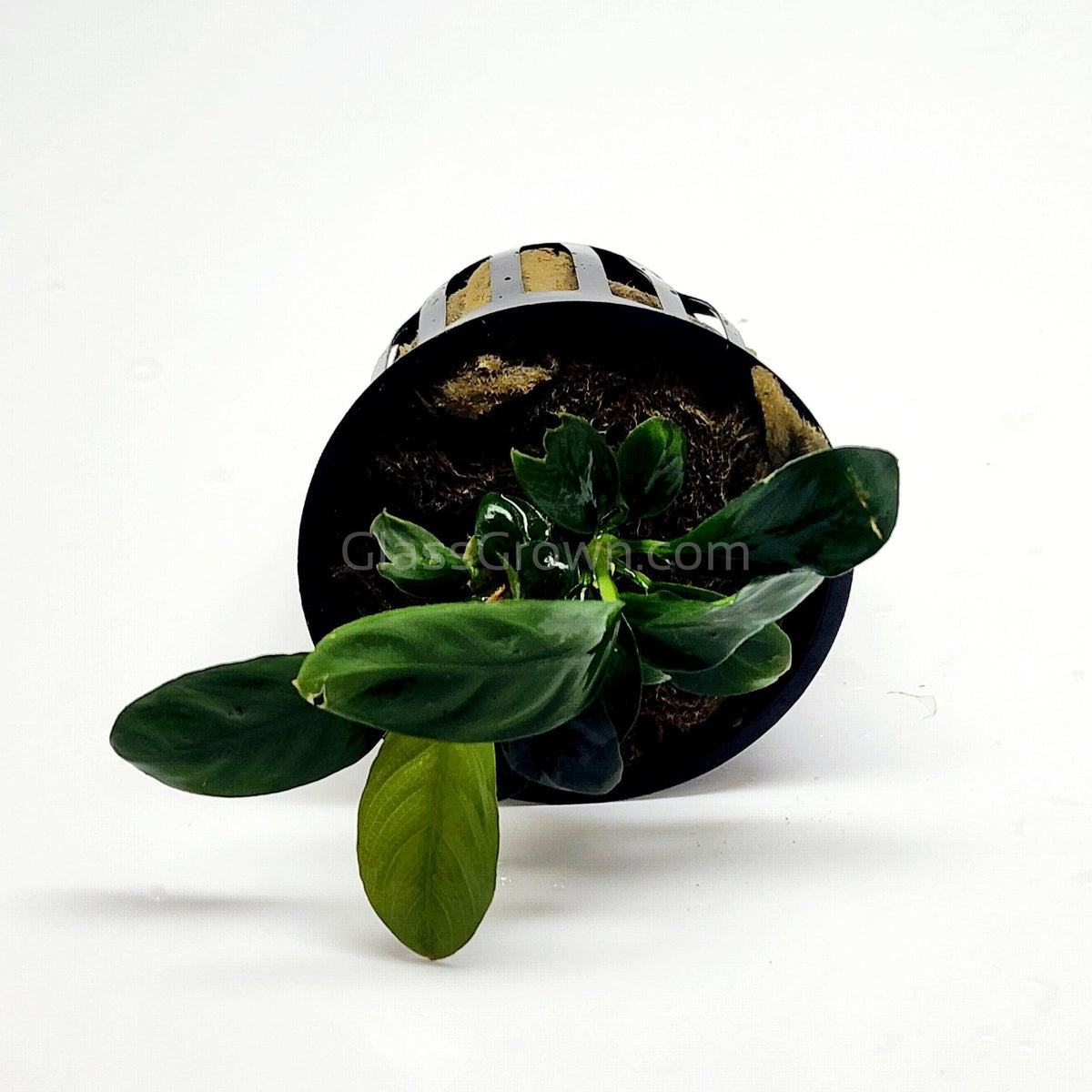 Anubias Coffeefolia