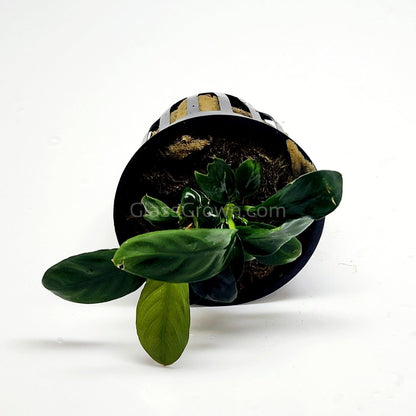 Anubias Coffeefolia