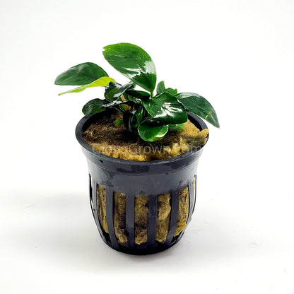 Anubias Coffeefolia