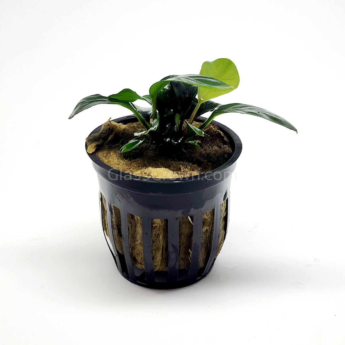 Anubias Coffeefolia