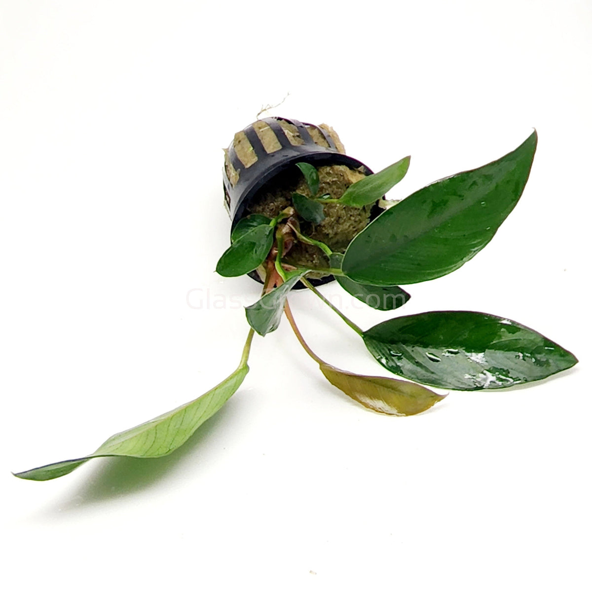 Anubias Frazeri