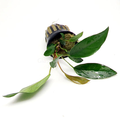 Anubias Frazeri