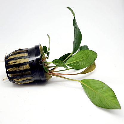 Anubias Frazeri
