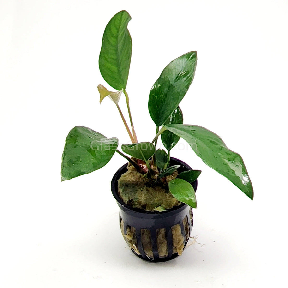Anubias Frazeri