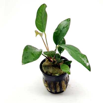 Anubias Frazeri