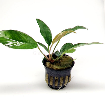Anubias Frazeri