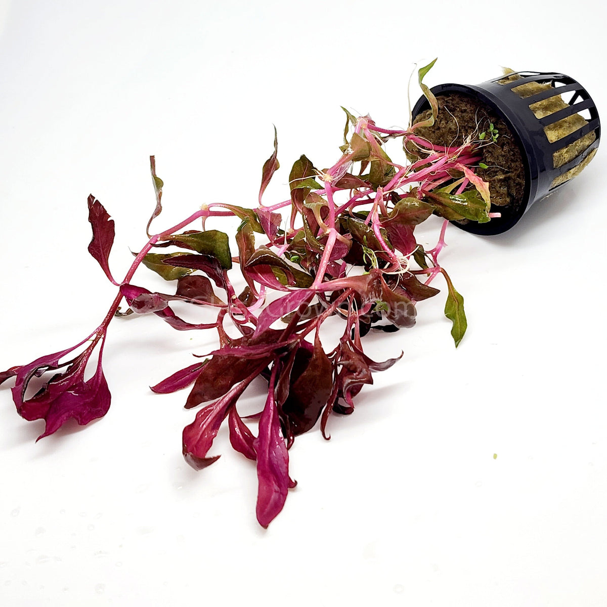 Scarlet Temple (Alternanthera Reineckii)