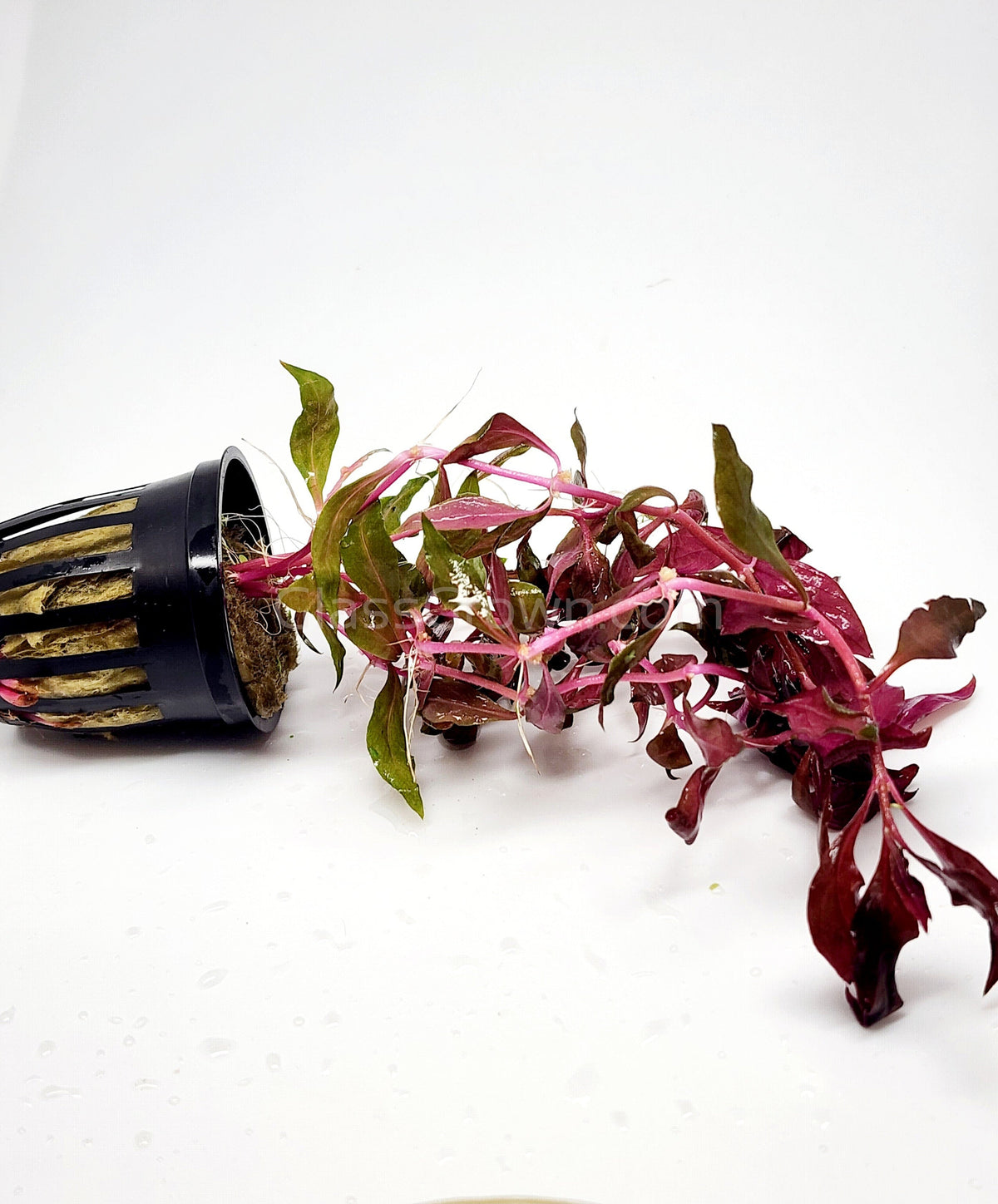 Scarlet Temple (Alternanthera Reineckii)