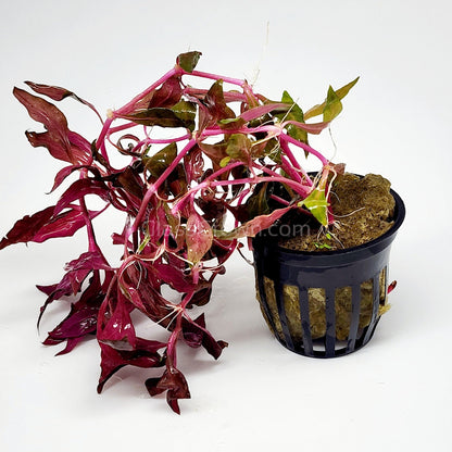 Scarlet Temple (Alternanthera Reineckii)