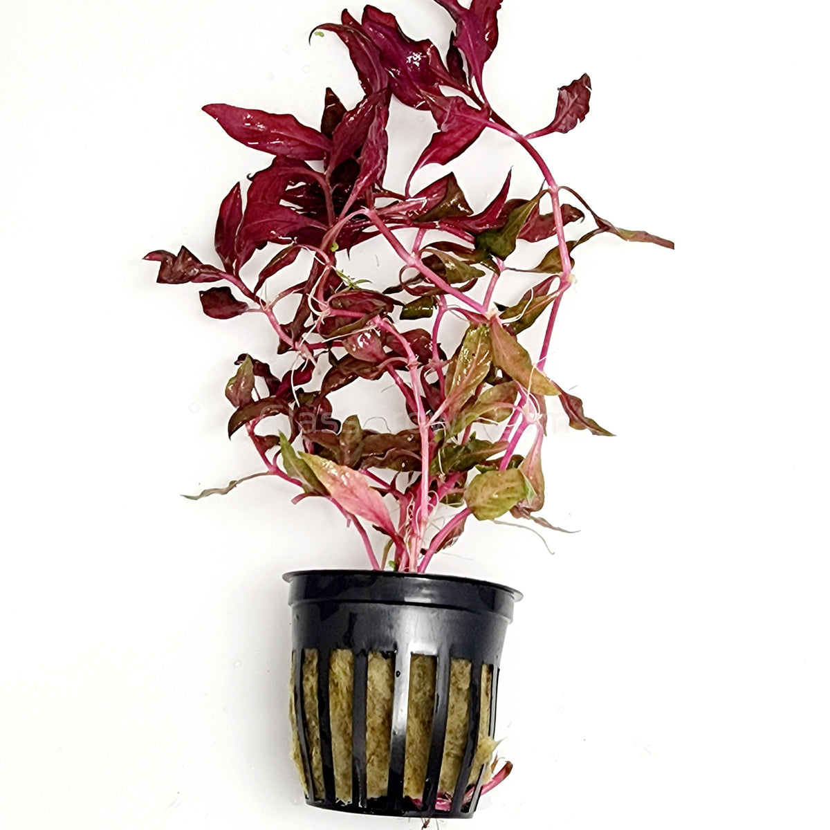 Scarlet Temple (Alternanthera Reineckii)