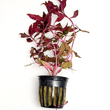 Scarlet Temple (Alternanthera Reineckii)
