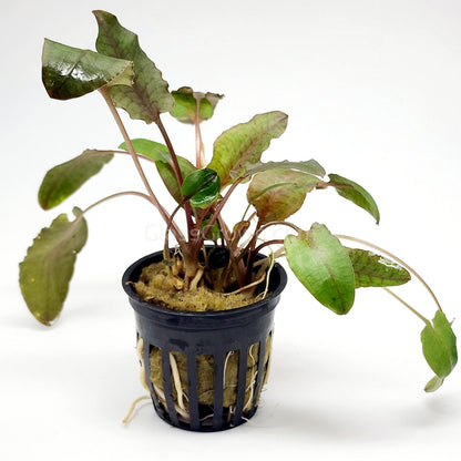 Cryptocoryne Wendtii
