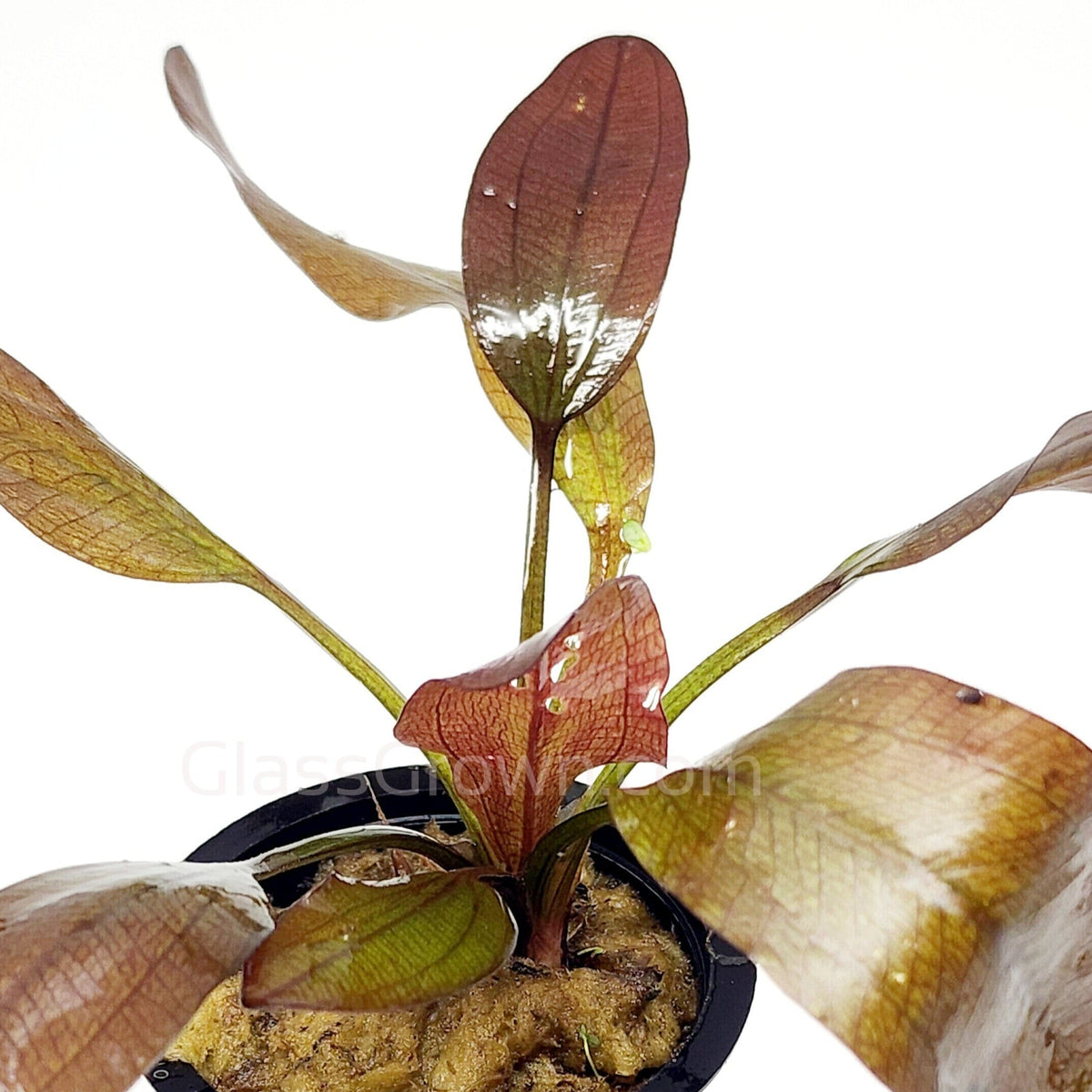 Potted Red Melon Sword