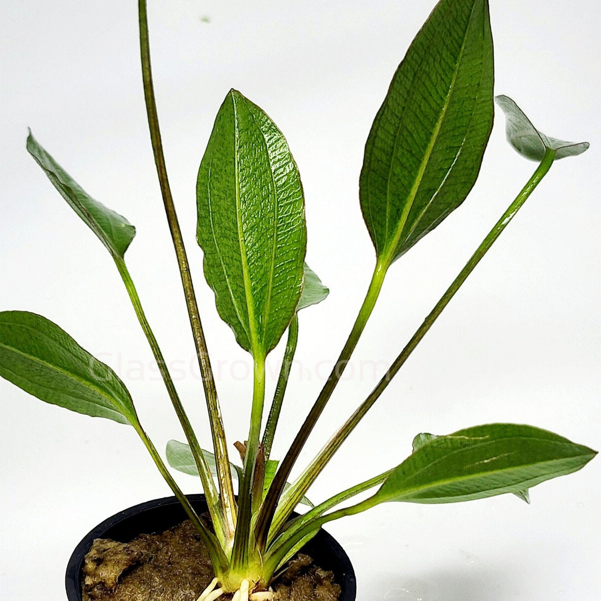 Potted Red Melon Sword