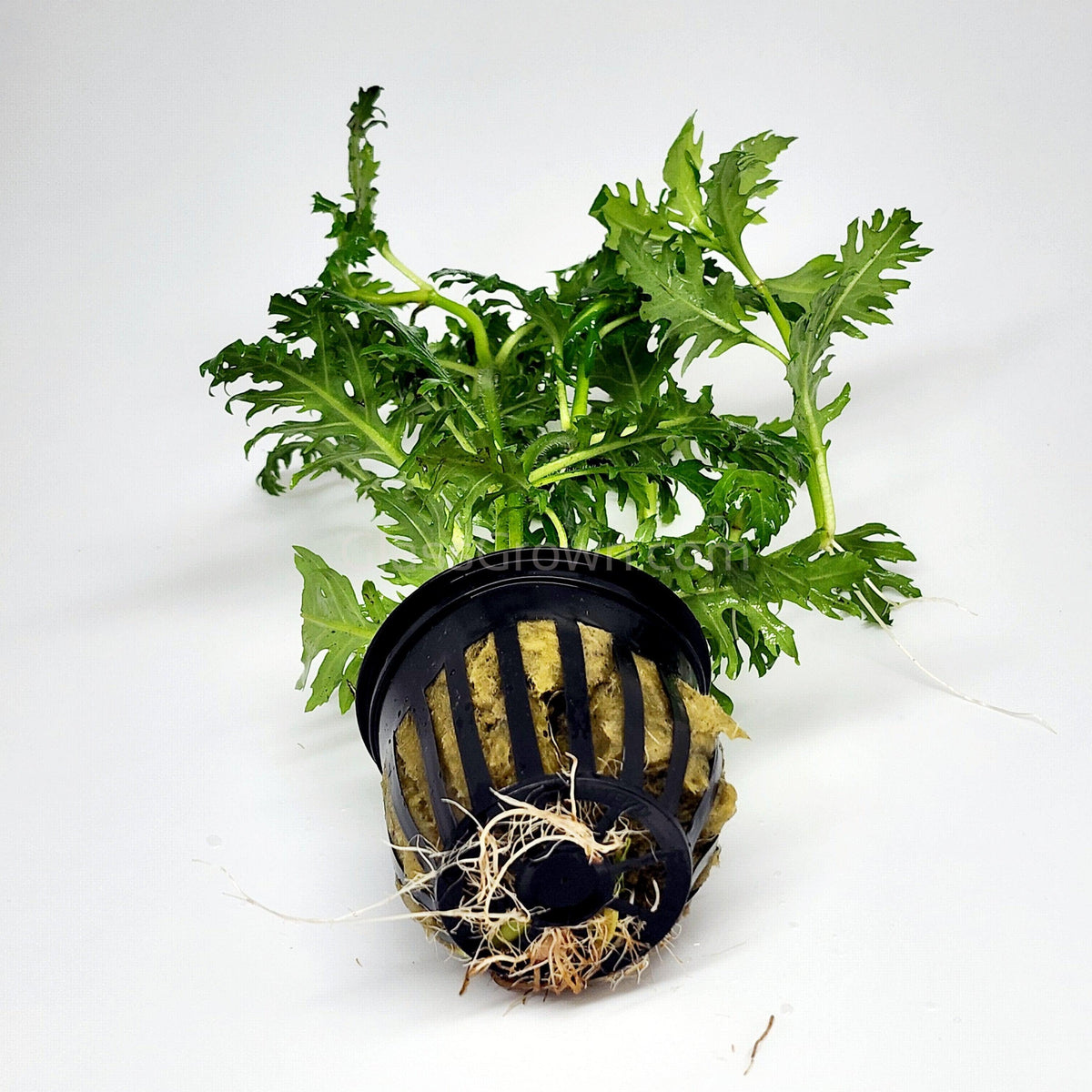 Water Wisteria (Hygrophila Difformis)