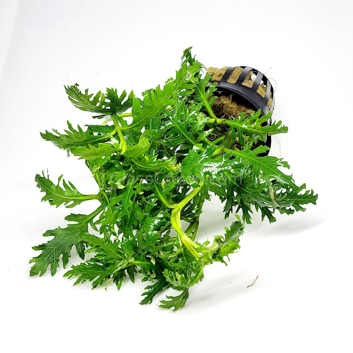 Water Wisteria (Hygrophila Difformis)