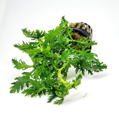 Water Wisteria (Hygrophila Difformis)