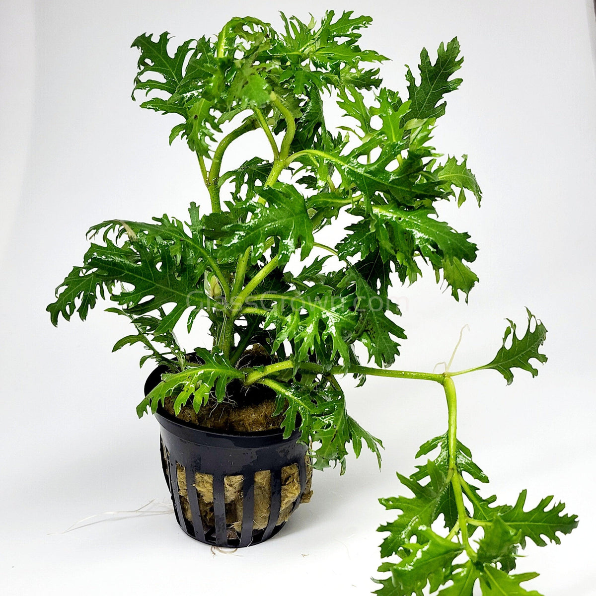Water Wisteria (Hygrophila Difformis)