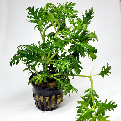 Water Wisteria (Hygrophila Difformis)