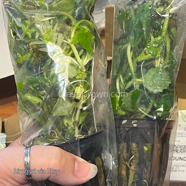 Water Wisteria (Hygrophila Difformis)