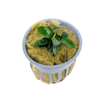 Potted Anubias Nana Petite