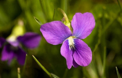 100 PRAIRIE VIOLET PURPLE Viola Pedatifida Palmata Flower Seeds