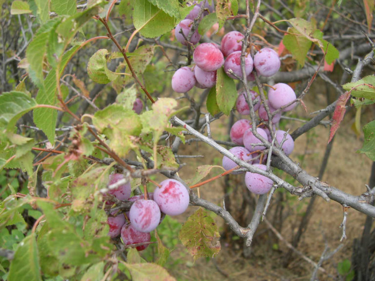 Wild Plum Cuttings Set of 12 Unrooted Prunus americana Native Fruit Tree Propagation