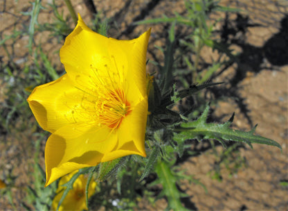 300 YELLOW BLAZING STAR Mentzelia Lindleyi Bartonia Evening Star Native Flower Seeds