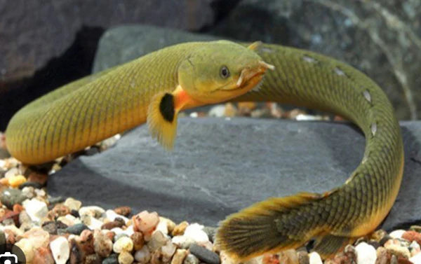 ROPE FISH