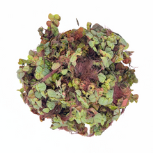 Red Root Floater | Phyllanthus Fluitans