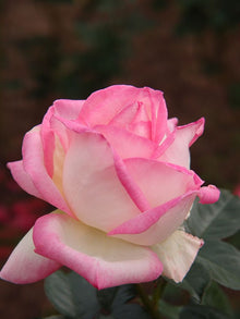 1 Grace de Monaco Rose Bush | Live Bare Root Starter Plant | Elegant Hybrid Tea Rose – Blush-Pink Fragrant Blooms