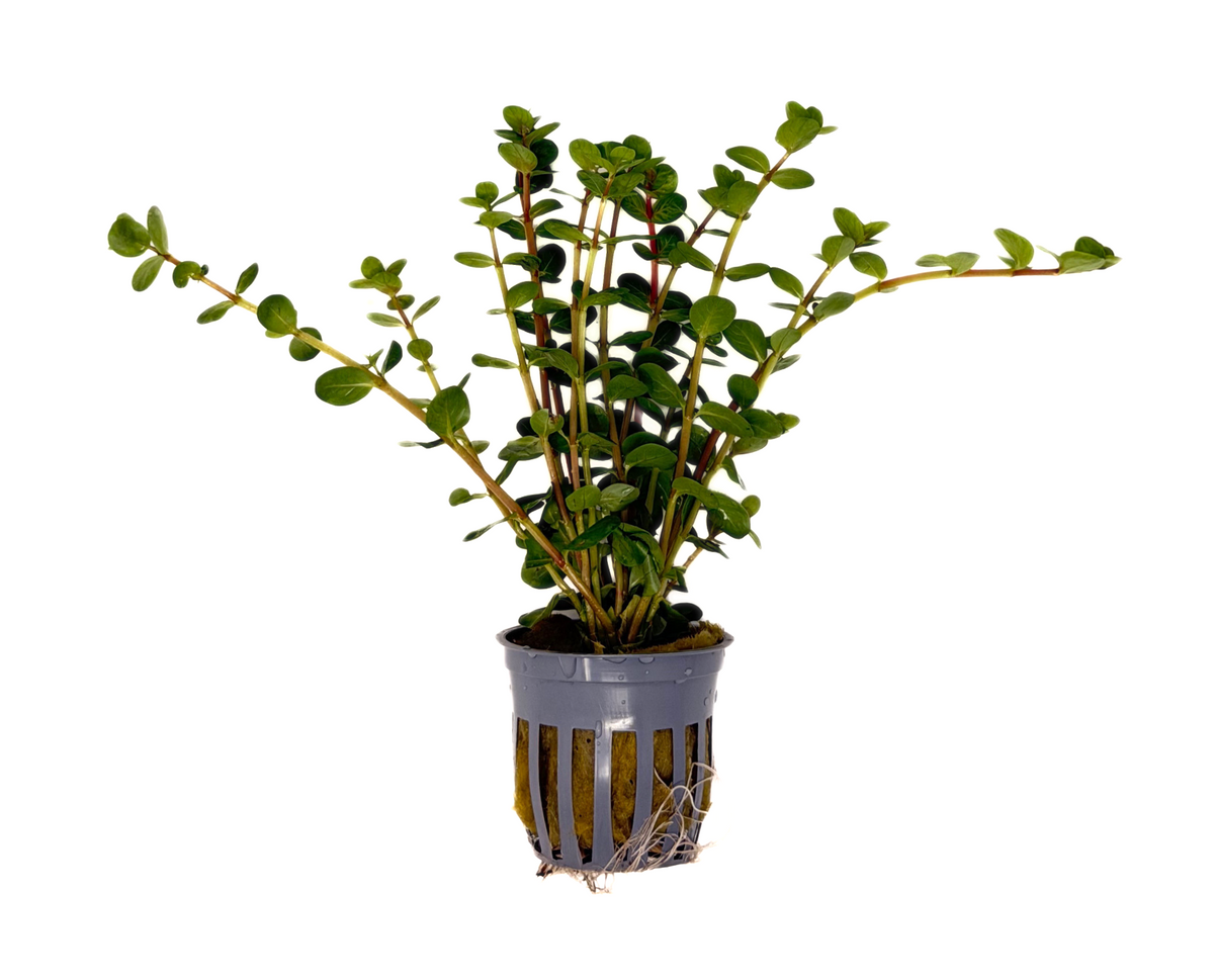 Rotala Red