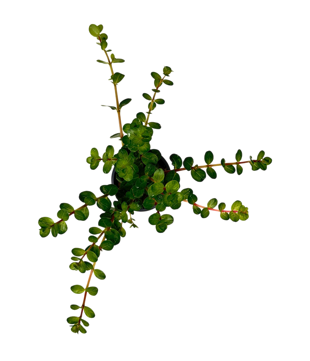 Rotala Red
