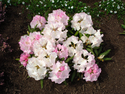 50 Rosebay RHODODENDRON Maximum White Pink Laurel Bush Shrub Flower Seeds