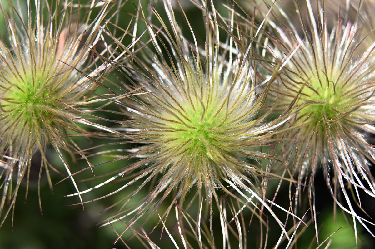25 WHITE ANEMONE Pulsatilla Vulgaris PASQUE flower Seeds