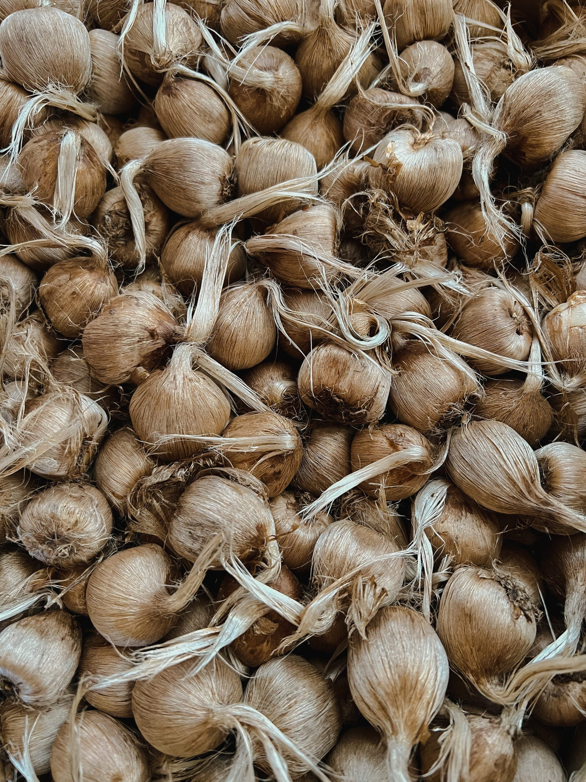 Try Saffron – 12 Large Corms