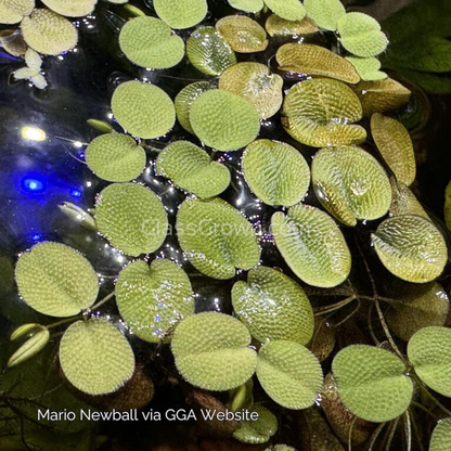 Salvinia Minima 4oz Portion