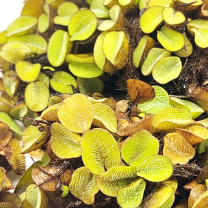 Salvinia Minima 4oz Portion