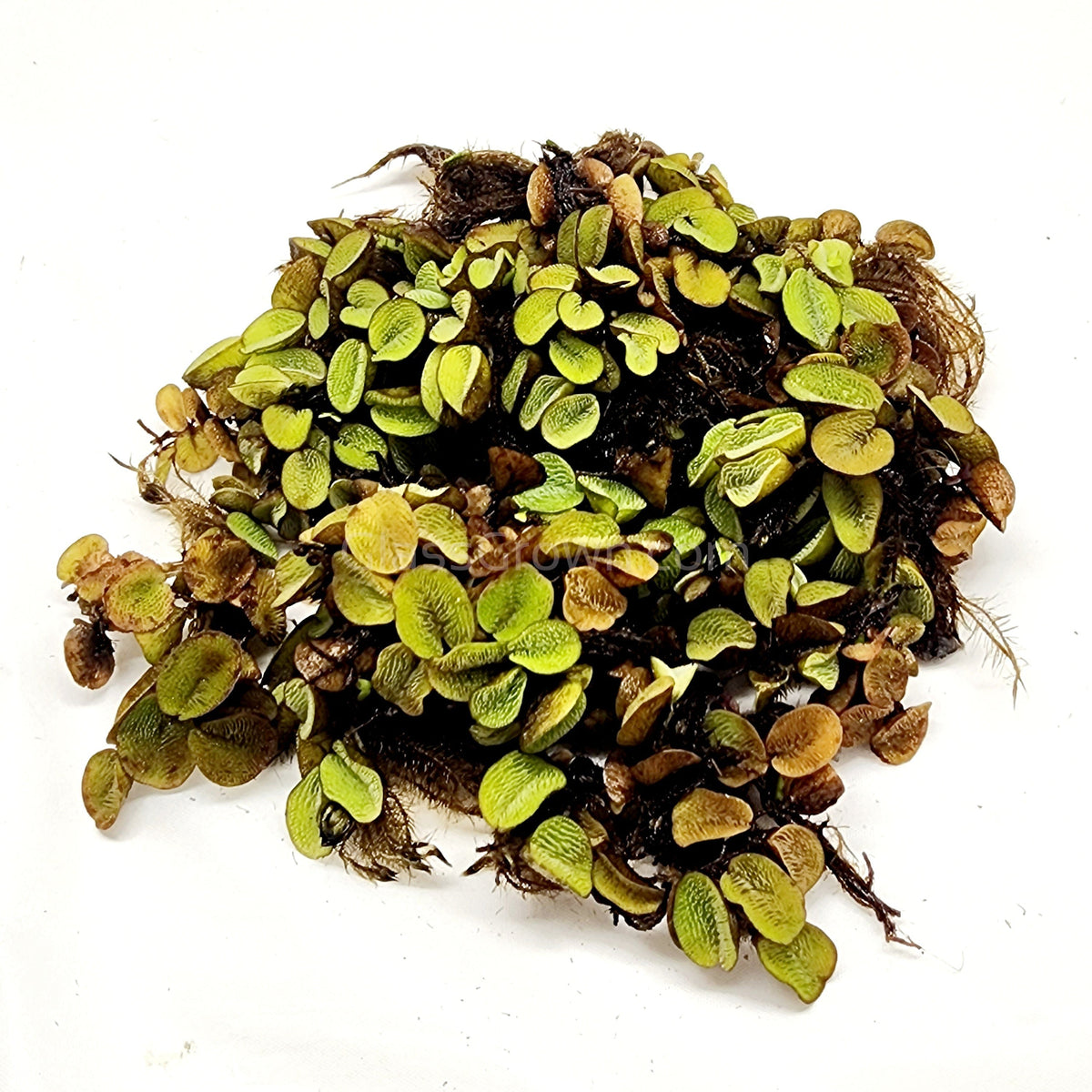 Salvinia Minima 4oz Portion