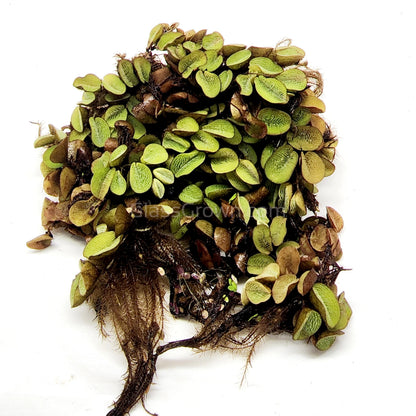Salvinia Minima 4oz Portion