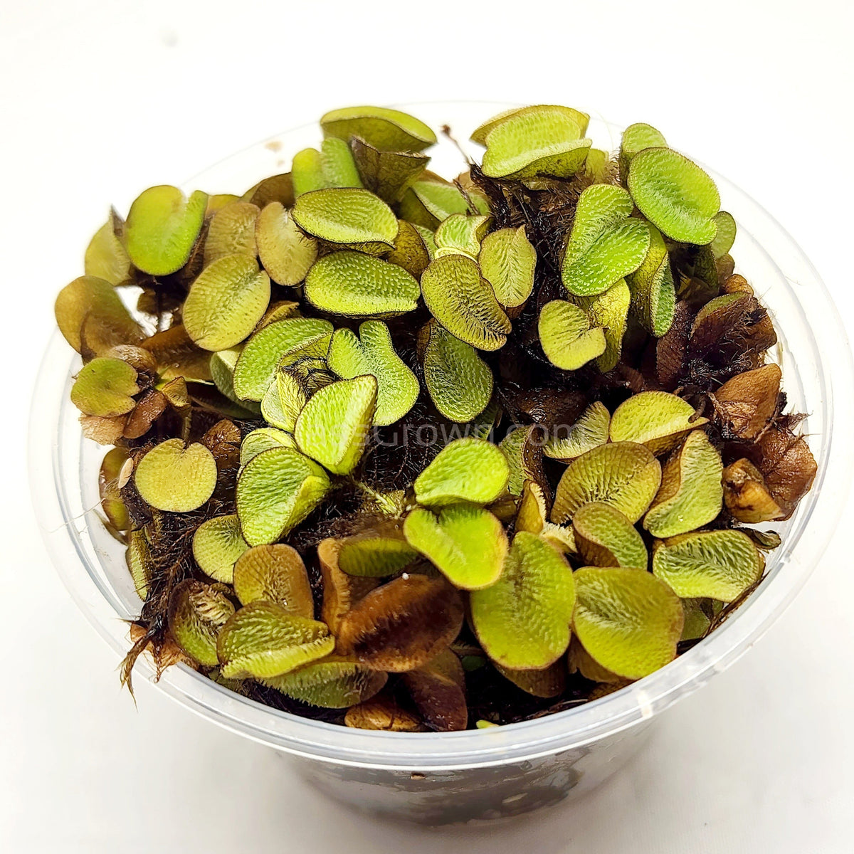 Salvinia Minima 4oz Portion