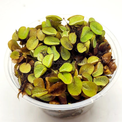 Salvinia Minima 4oz Portion
