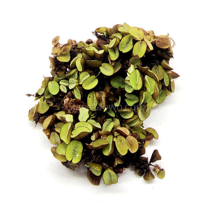 Salvinia Minima 4oz Portion