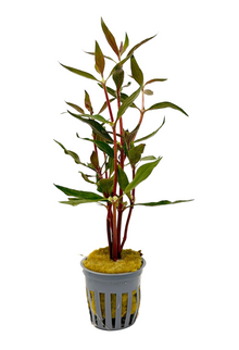Alternanthera Reineckii |Scarlet Temple