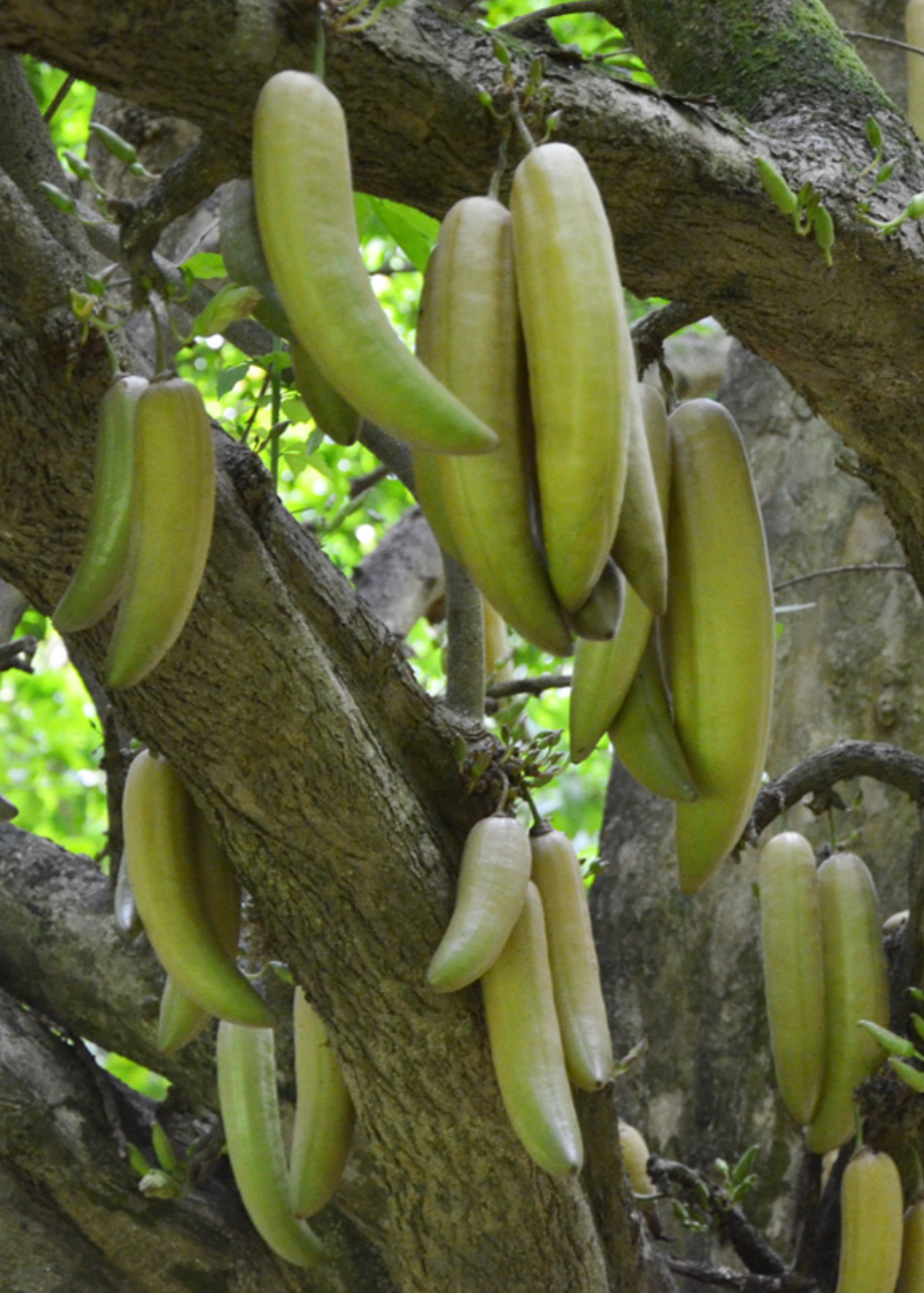 Guajilote Tree Parmentiera aculeata Rare Edible Cauliflory Fruit from Trunk Tropical Plant