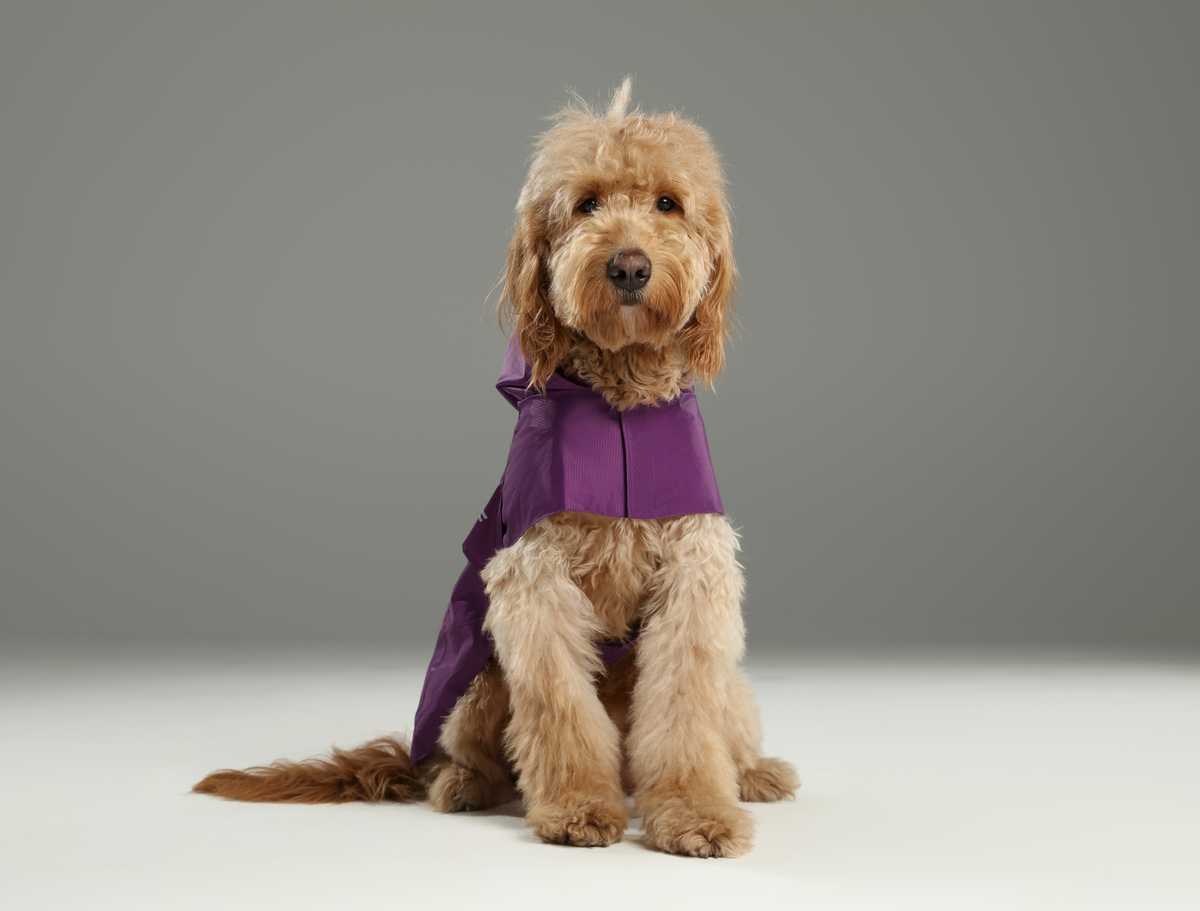 Capsule Raincoat - Purple