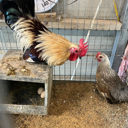 6 Rare Serama Bantam Hatching Eggs – World’s Smallest Chicken – Fertile & Freshly Collected