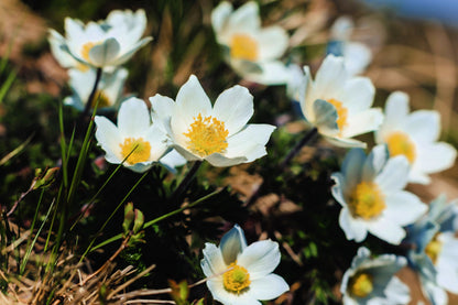 25 WHITE ANEMONE Pulsatilla Vulgaris PASQUE flower Seeds