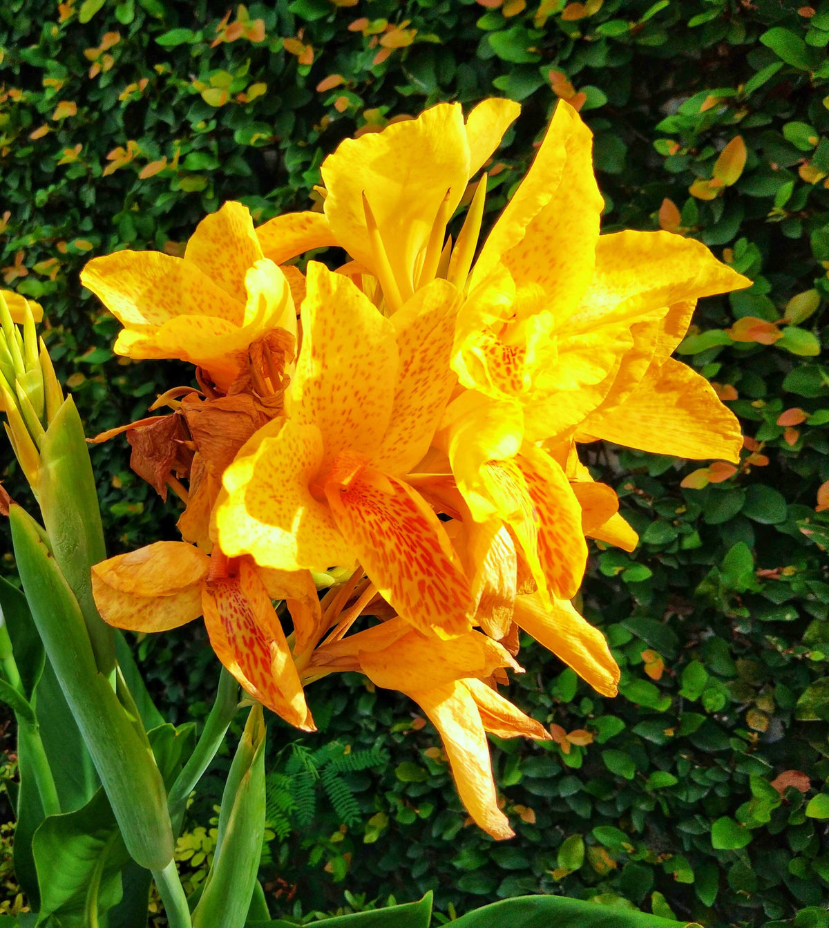 5 YELLOW CANNA LILY Indian Shot Canna Indica Flower Seeds