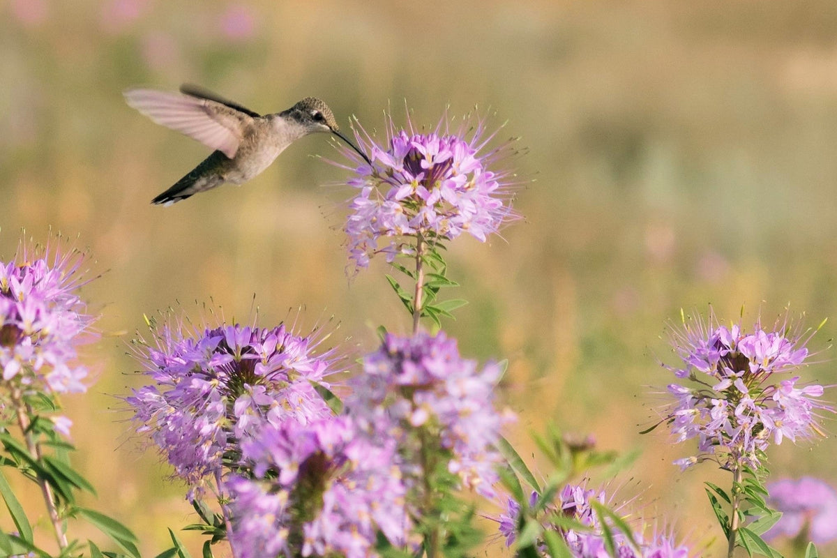 100 Rocky Mountain BEE PLANT Cleome Serrulata Flower Seeds